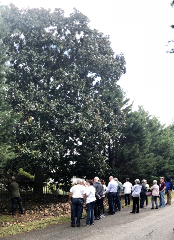 Large Magnolia Marks the Gravesite