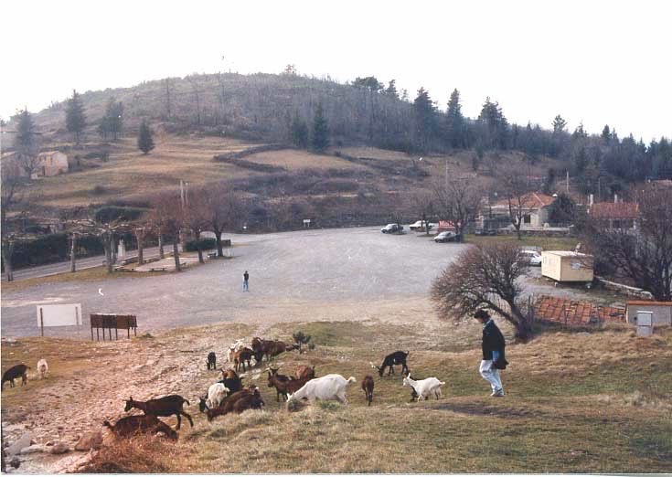 Goat Herder